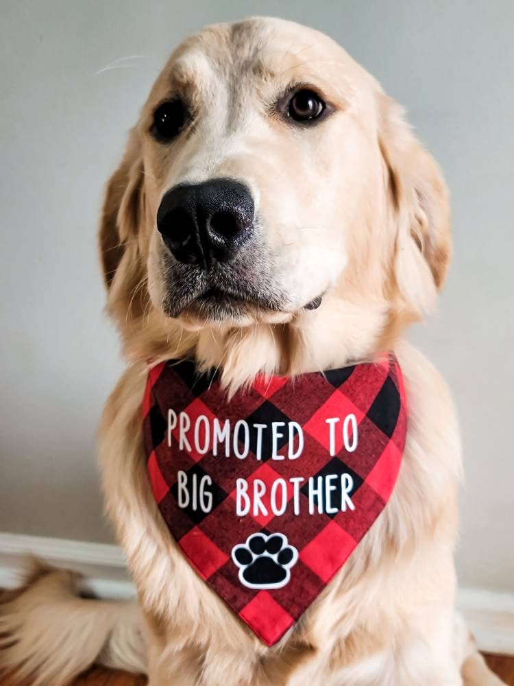 Promoted to big brother dog cheap bandana