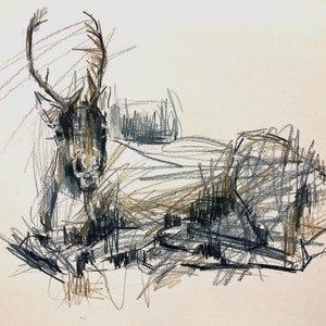 May include: A black and white pencil drawing of a deer lying down with its head turned to the side. The deer has large antlers and a long, slender neck.