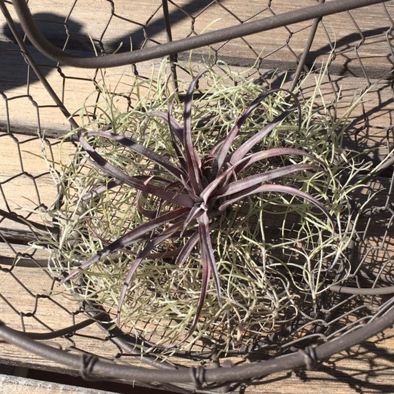 Rustic Wire Chicken w Air Plant Rustic Style Country Living Farmhouse Decor Southern Charm Chicken Basket and Stand Farm Animal Decor