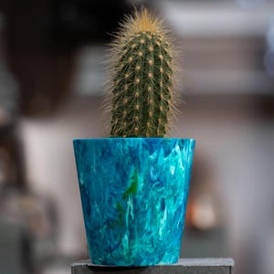 Puede incluir: Un pequeño cactus en una maceta de plástico reciclado azul y verde. La maceta tiene un diseño marmoleado.
