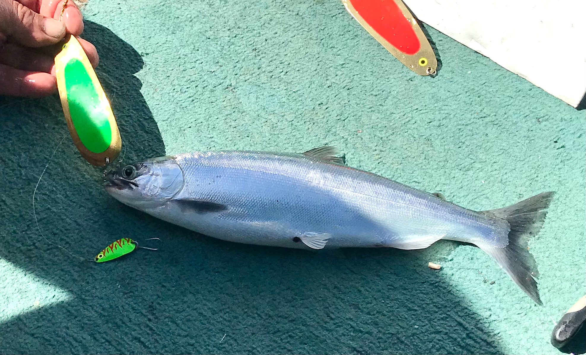 Kokanee Salmon Trolling Dodger UV FLO GREEN / Etsy España