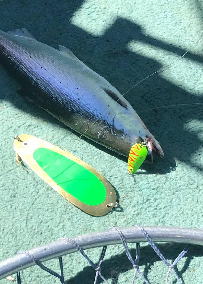 Kokanee Salmon Trolling Spoons 12 WHALE TAIL Etsy