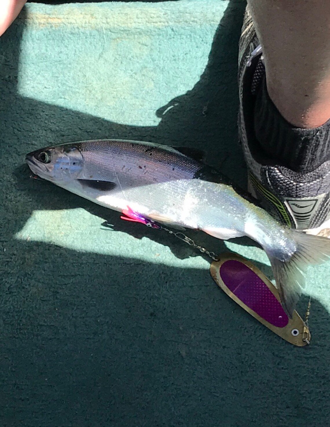 Kokanee Salmon Trolling Dodger PURPLE PRISM / Etsy