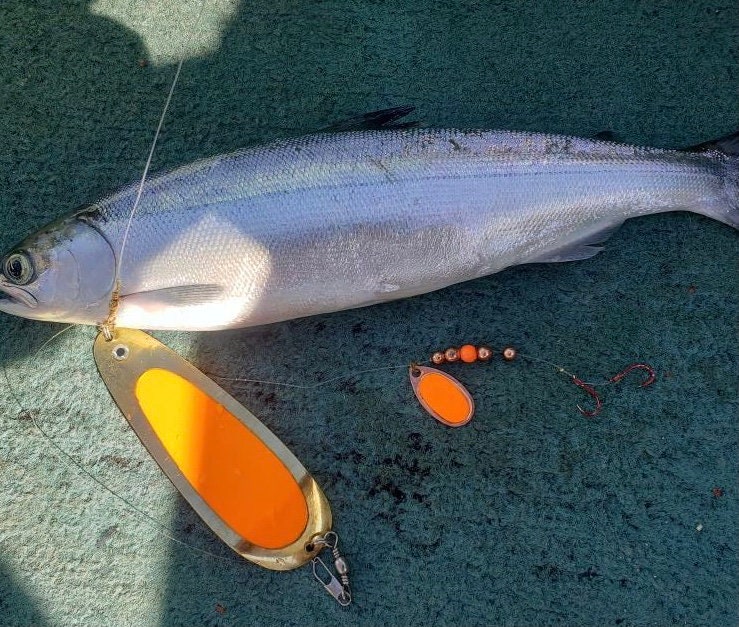 Assortimento Di Spinner Kokanee KKCS (6 Pezzi) – Esche Rotanti Per Pesca Salmoni E Trote – Montana Tackle - Foto 2