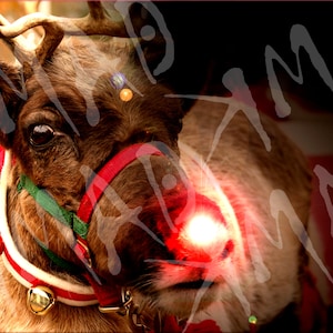 Rudolph the Red Nose Reindeer photo by kmad - LIMITED TIME ONLY!!!
