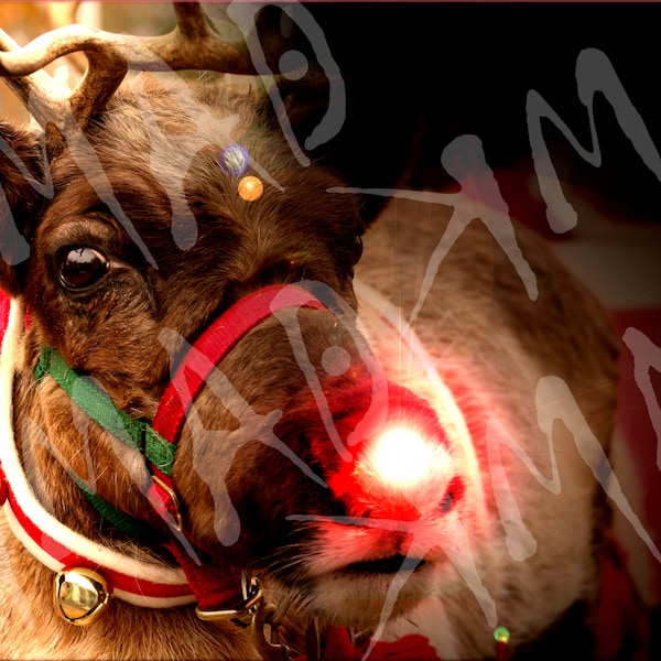 Rudolph the Red Nose Reindeer photo by kmad - LIMITED TIME ONLY!!!