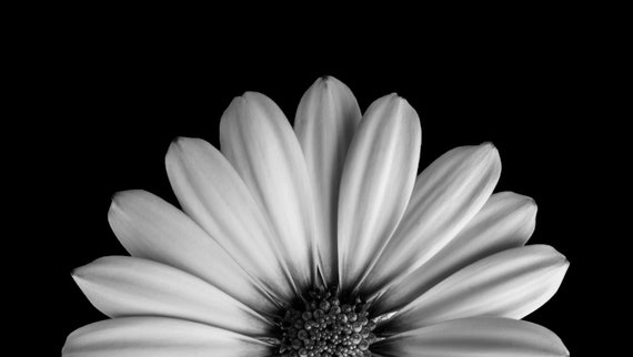 Flower Images Macro White Flower On Black Background Etsy