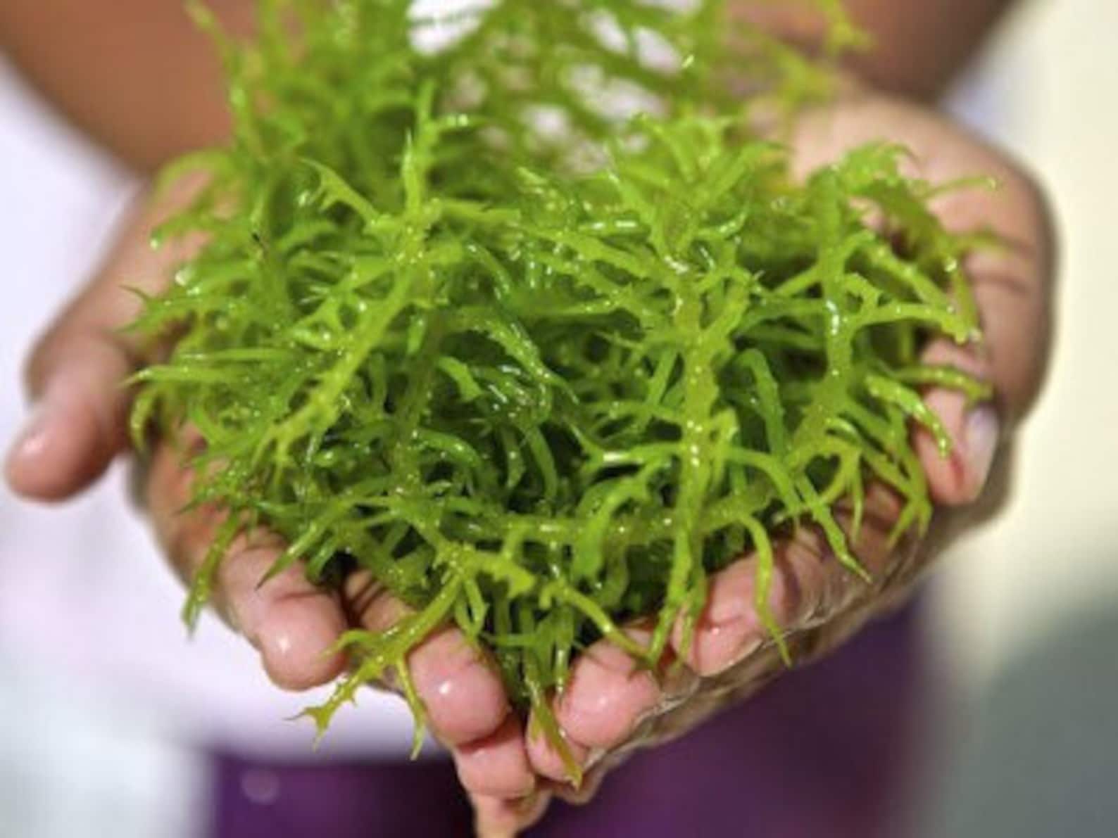 Spirulina Irish Sea Moss Gel Etsy