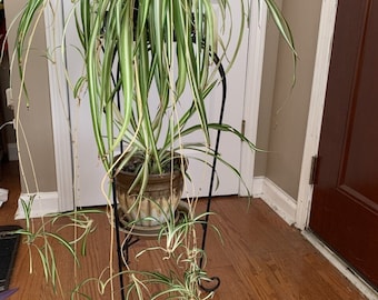 Rooted Spider Plant Baby