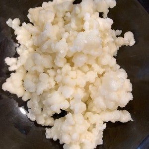Milk Kefir Grains