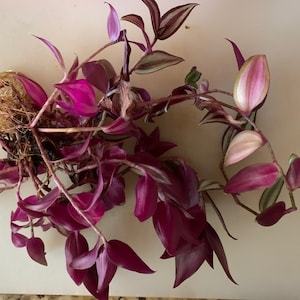 Tradescantia Zebrina &quot;Wandering Jew&quot; Rooted Cuttings