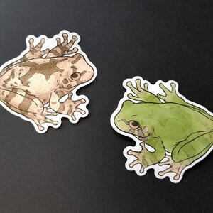 May include: Two frog stickers, one with brown and white stripes and one green. Both frogs are in a sitting position with their legs outstretched.