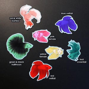 May include: Assortment of colorful betta fish stickers, including red and white, green and black, blue, pink, yellow, and teal. The stickers feature different betta fish fin types, including veiltail, halfmoon, and crowntail.