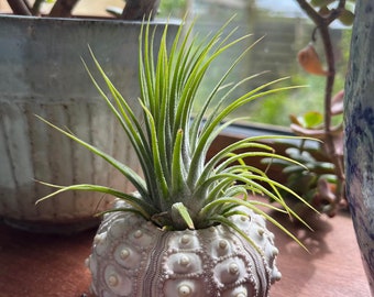 Air Plants in Sputnik Sea Urchin