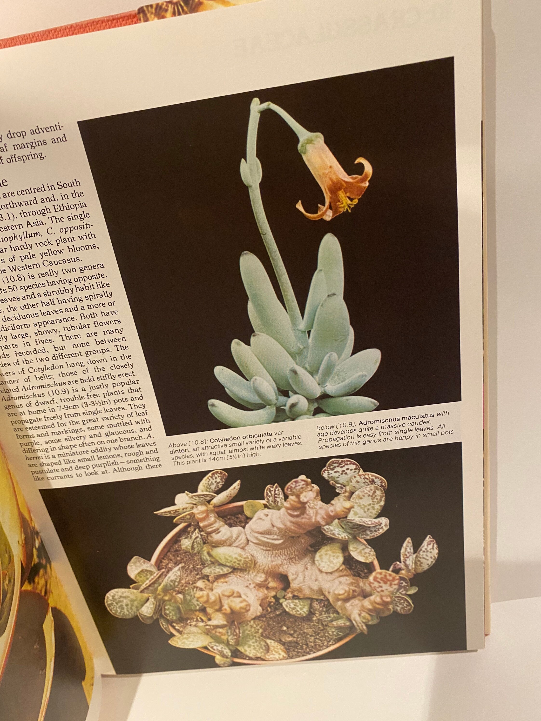 The Illustrated Encyclopedia of Succulents by Gordon Rowley