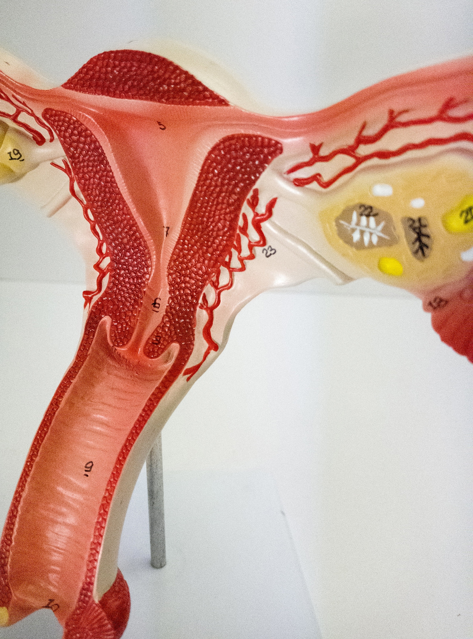 Uterus Ovaries Vagina Female Anatomy Lifesize Model Valentines | Etsy