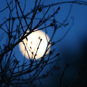 Spring Moon