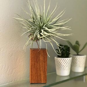 Individual Airplants on Handmade Exotic Hardwood Granadillo Stand / Holder image 4