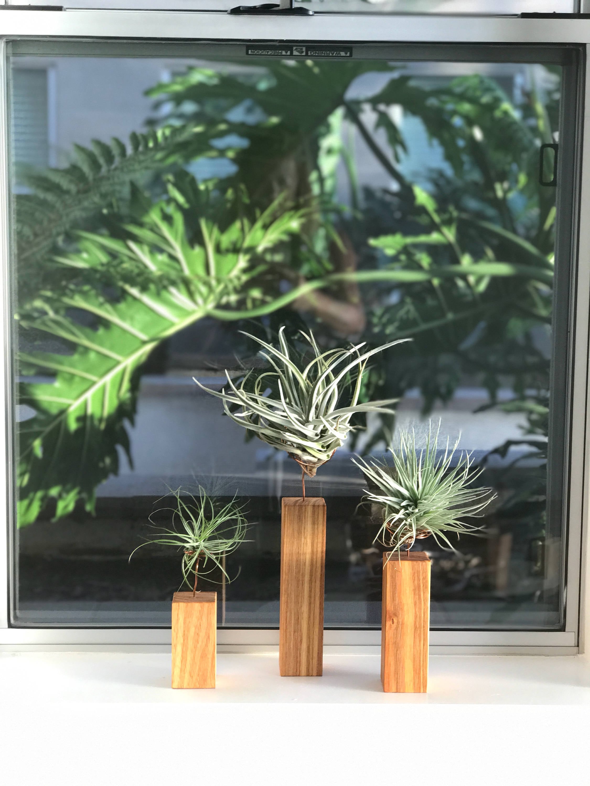 Individual Airplants on Handmade Exotic Hardwood Granadillo Stand  Holder
