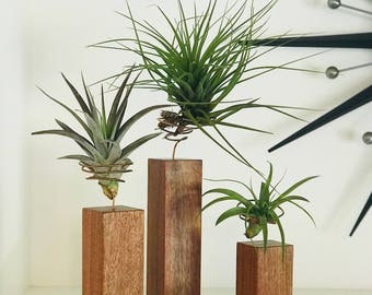 Individual Airplants on Handmade Exotic Hardwood Granadillo Stand / Holder