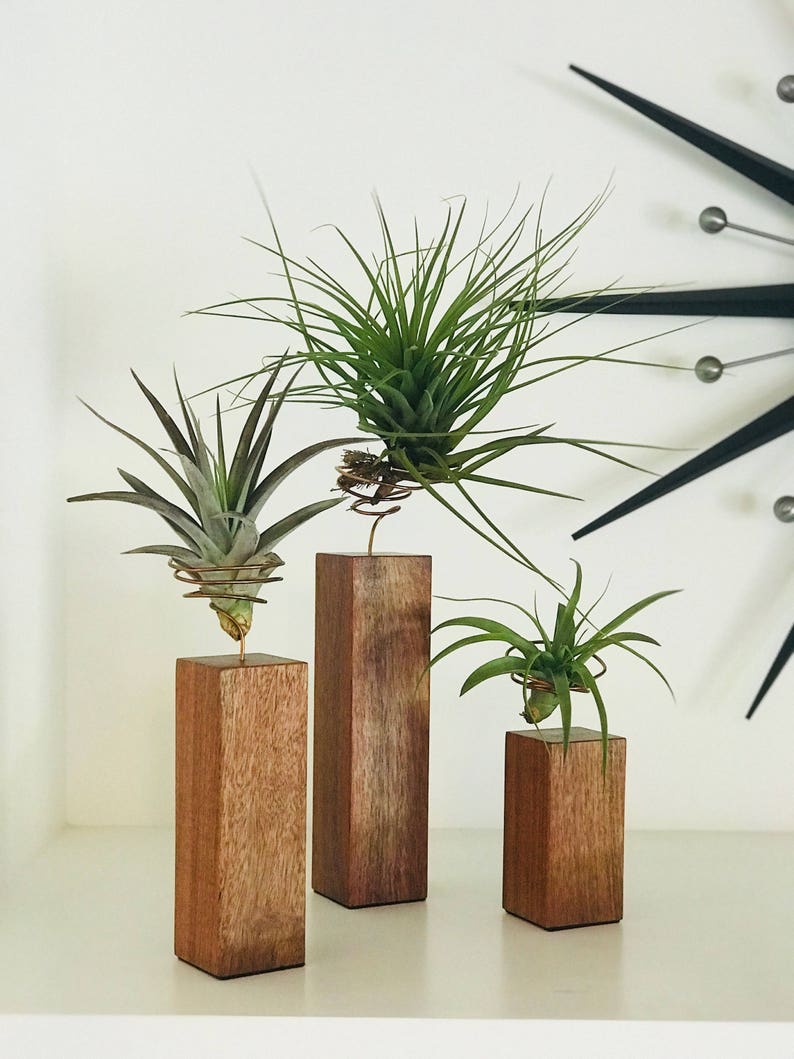 Individual Airplants on Handmade Exotic Hardwood Granadillo Stand / Holder image 1