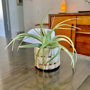 May include: A small air plant in a woven basket planter. The plant has long, thin, green leaves and is sitting on a dark wood table.
