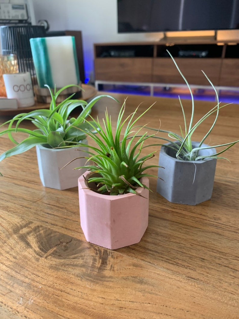 Cute SET of THREE cement mini air plant holders succulent