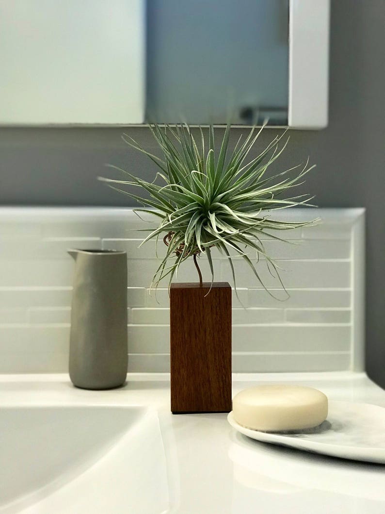 Individual Airplants on Handmade Exotic Hardwood Granadillo Stand / Holder image 3