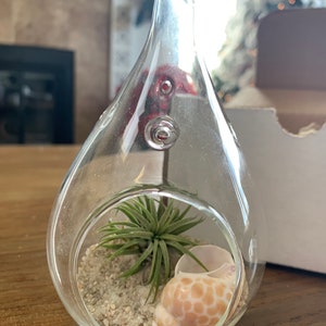 Cute Mini Terrarium Kit with Air Plant!