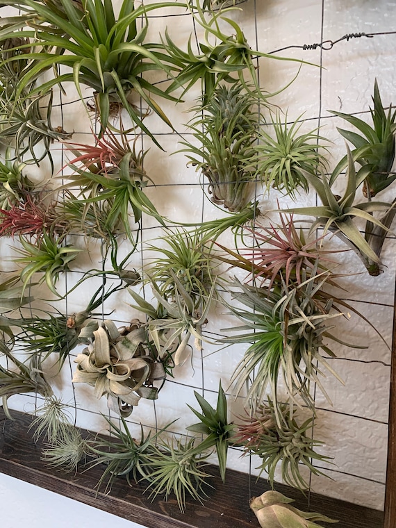 house plants soil Indoor Plant Soil Mix - 8 quarts main image 0