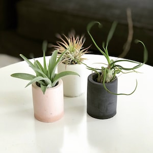 May include: Three small potted plants in different colored concrete pots. The plants are air plants and are arranged on a white surface.