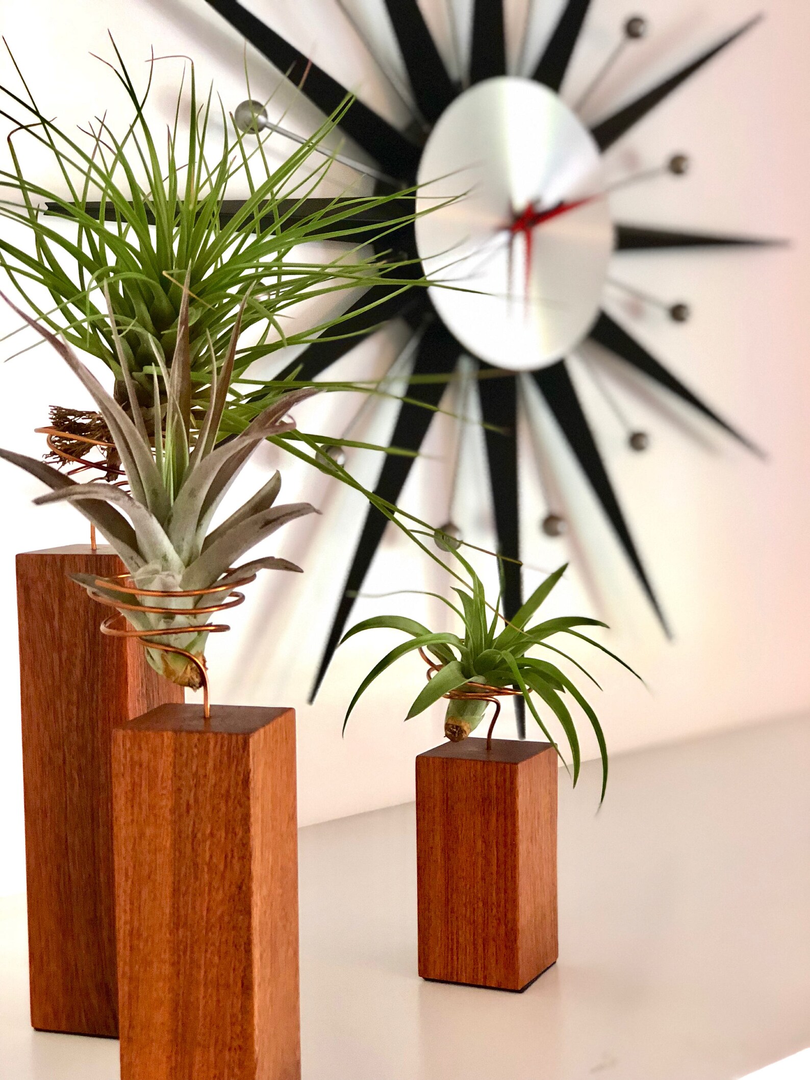 Trio SET de tres bases de plantas de aire de madera exótica Etsy México