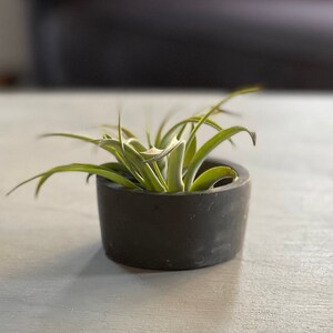 May include: A small air plant in a dark gray concrete planter. The plant has long, thin green leaves.