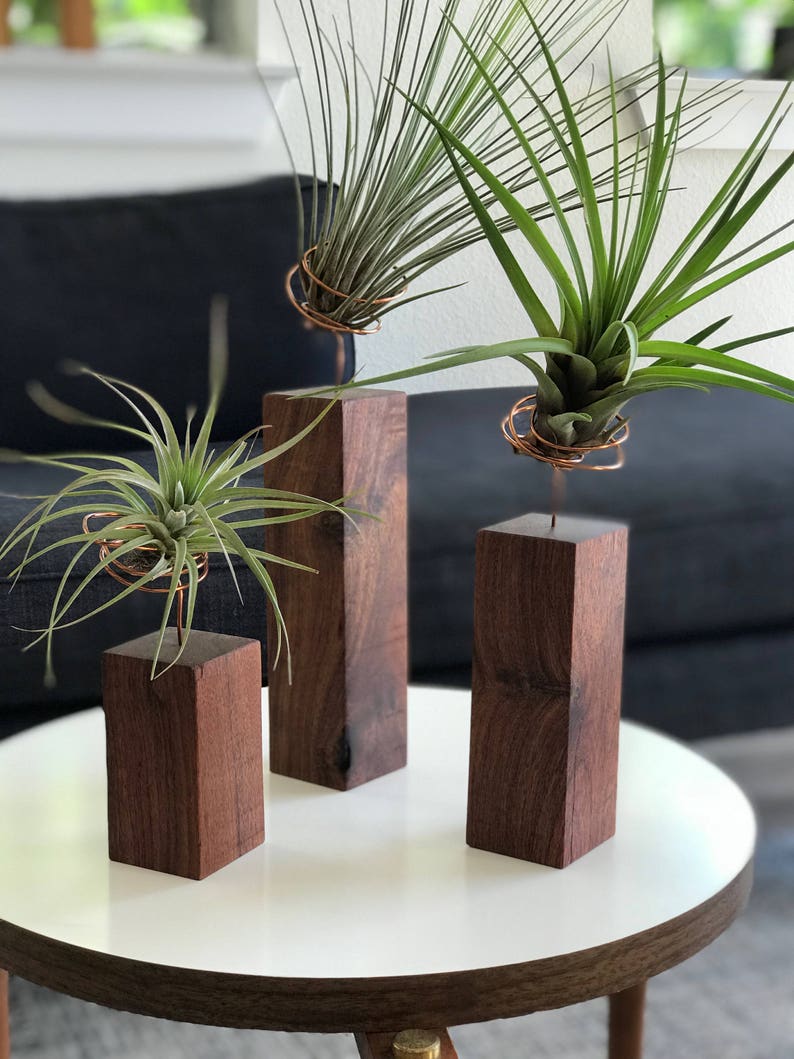 Individual Airplants on Handmade Exotic Hardwood Granadillo Stand / Holder image 6