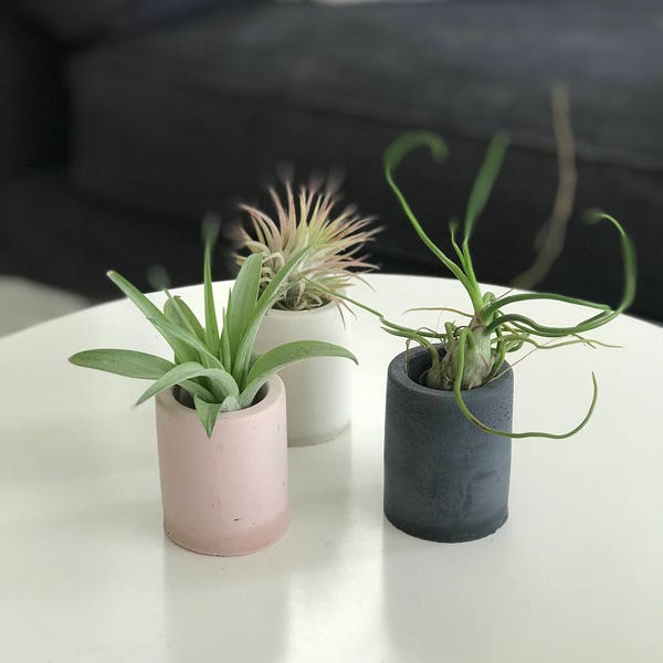 Single Air Plant Holders! Cute! Individual Concrete Holders Mini Planter With Air Plants, Pink, White, Charcoal & more! INCLUDES air plants!