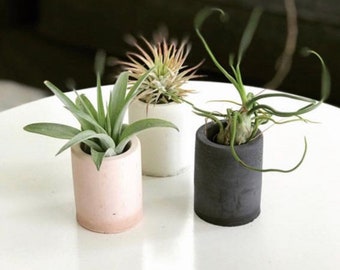 Bulk Order 50 cement mini air plant holders mini planter tan, sand, blush, sage green, dove grey plants incl