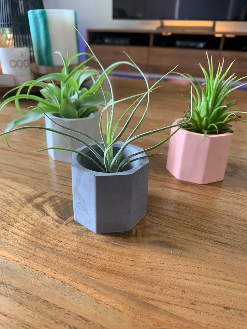 Cute SET of THREE cement mini air plant holders succulent Cute SET of THREE cement mini air plant holders succulent