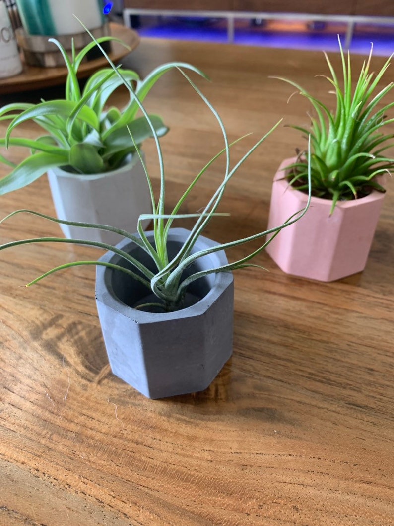 Cute SET of THREE cement mini air plant holders succulent