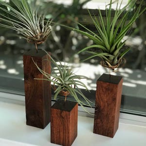 Individual Airplants on Handmade Exotic Hardwood Granadillo Stand / Holder image 2