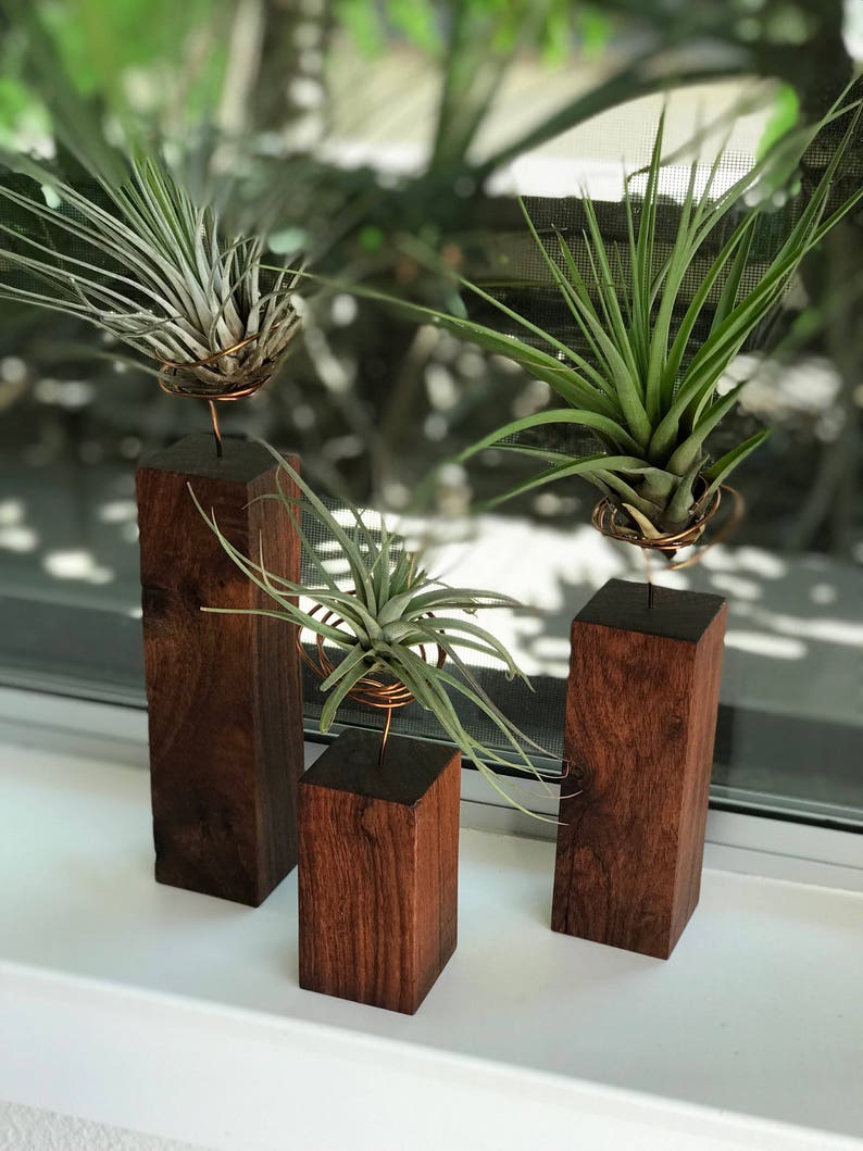 Individual Airplants on Handmade Exotic Hardwood Granadillo Stand / Holder image 2