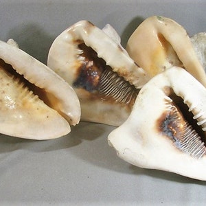 May include: Four seashells with a cream and brown color. The shells have a smooth, textured surface and a slightly open shape.