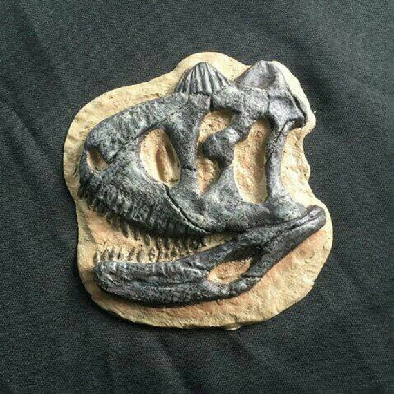 Carnotaurus skull Fossil replica | Etsy