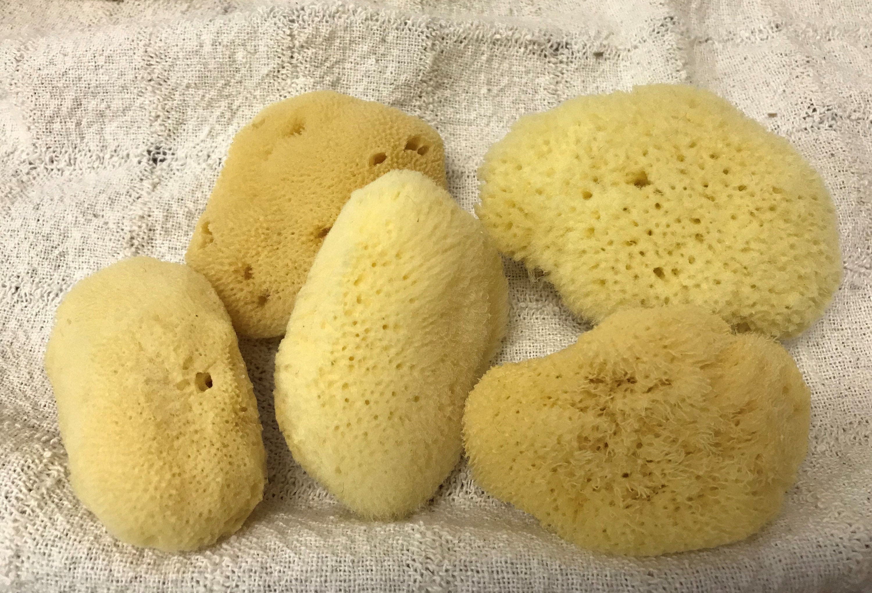 Silk Bath Cut Sponges-3-51 Piece-natural Sea Sponges-deep Sea