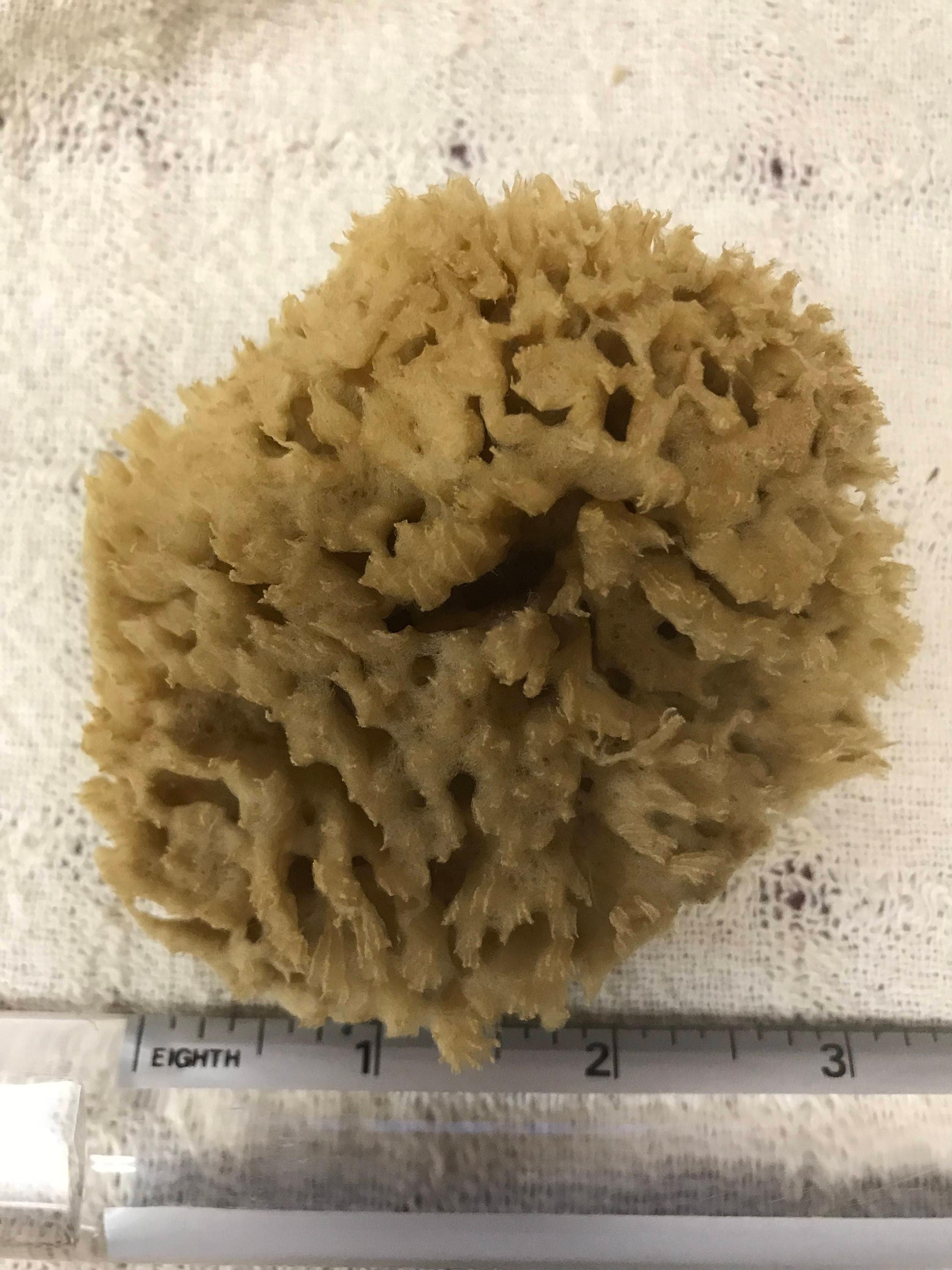 Mediterranean Natural Sea Wool Sponges Approximately 3"