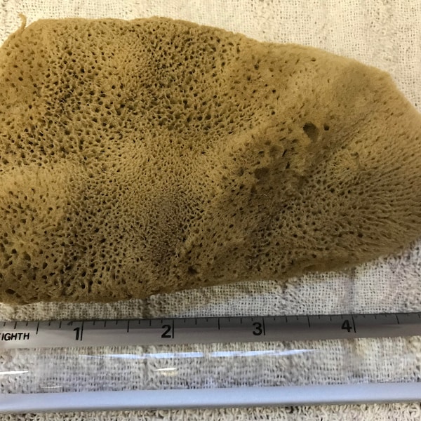 4"-5" Natural Elephant Ear Sponge from the Mediterranean SEa