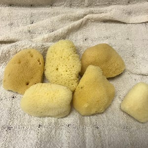 May include: A collection of six natural sea sponges in various shapes and sizes. The sponges range in color from light yellow to beige and have a porous texture. They are arranged on a white, textured cloth.