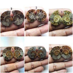 Natural Ammonite Cabochon Loose Gemstone Match Pair Collection 