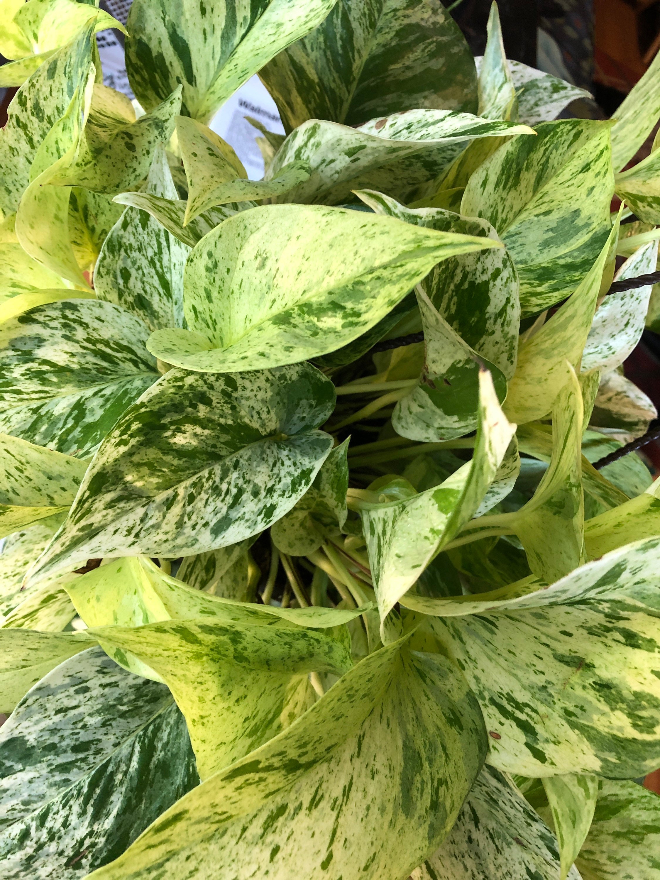 Marble Queen Pothos Cutting with Multiple Nodes Etsy