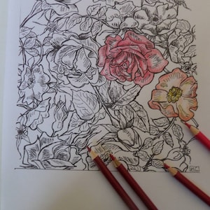 Roses and wildroses wallpaper Zen adult coloring