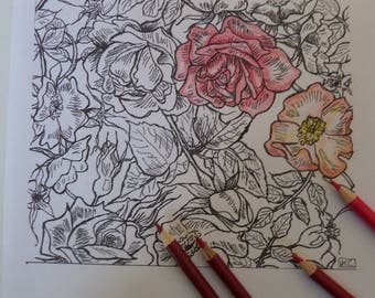 dessin coloriage zen pour adulte PDF à imprimer roses et églantines papier peint